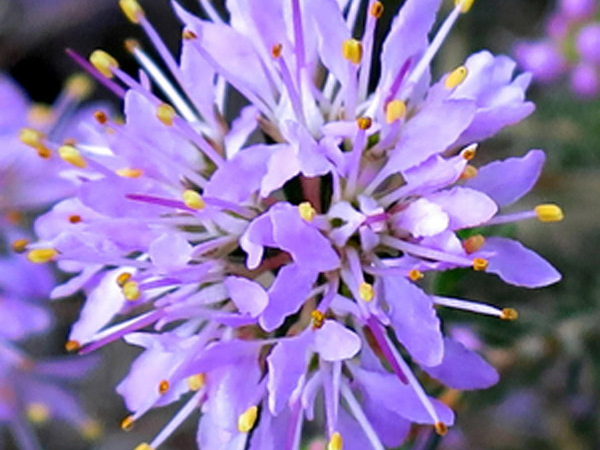 Beautiful flower arrangement