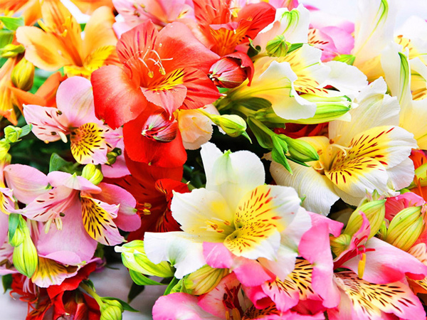 Alstroemeria