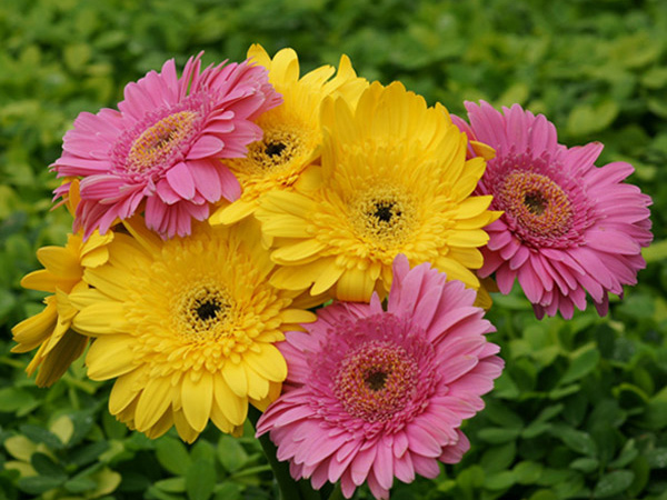 Gerbera Daisy
