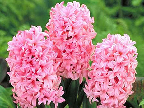 Hyacinthus