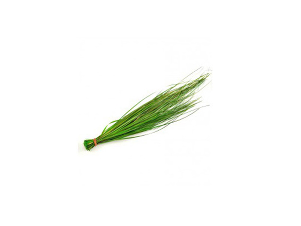 Bear Grass