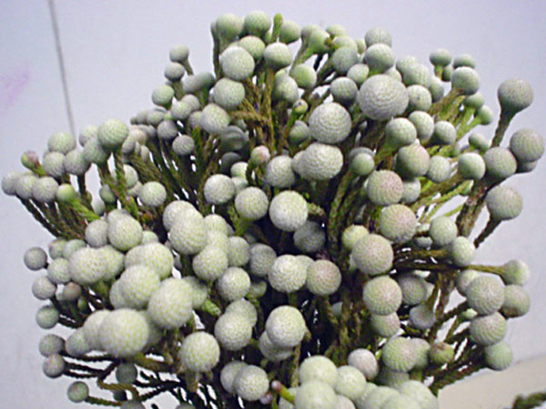 Brunia Spray