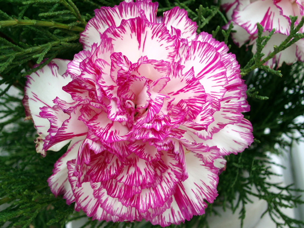 Carnation