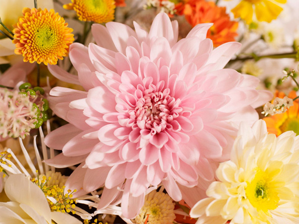 Chrysanthemum
