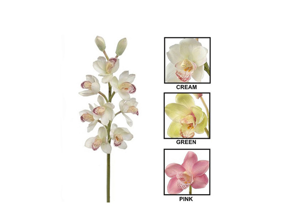 Cymbidium Orchid