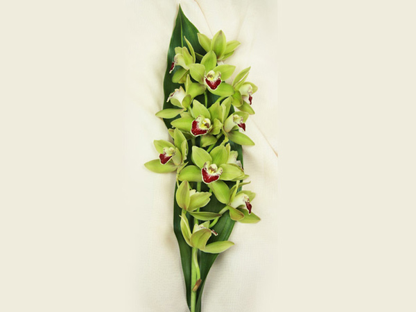Cymbidium Green Bouquet