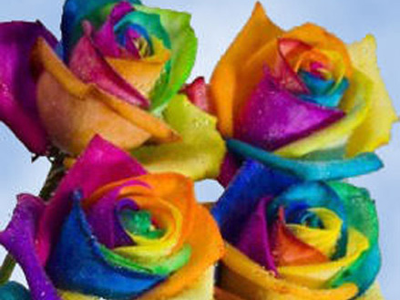 Ecuador Rainbow Roses