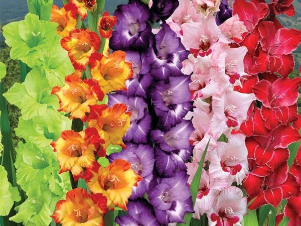 Gladiolus