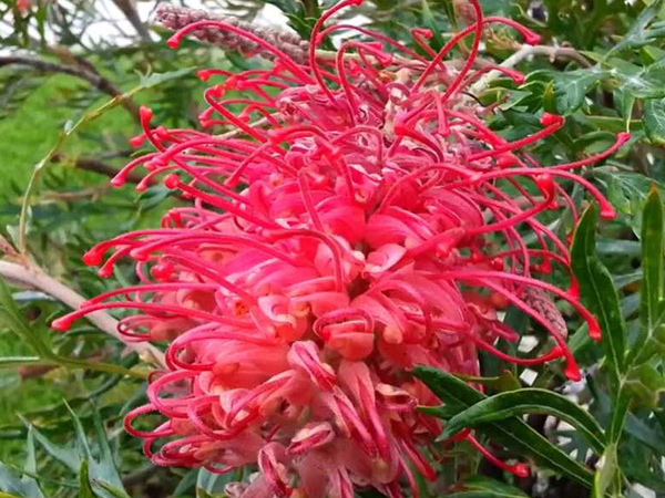 Grevillea