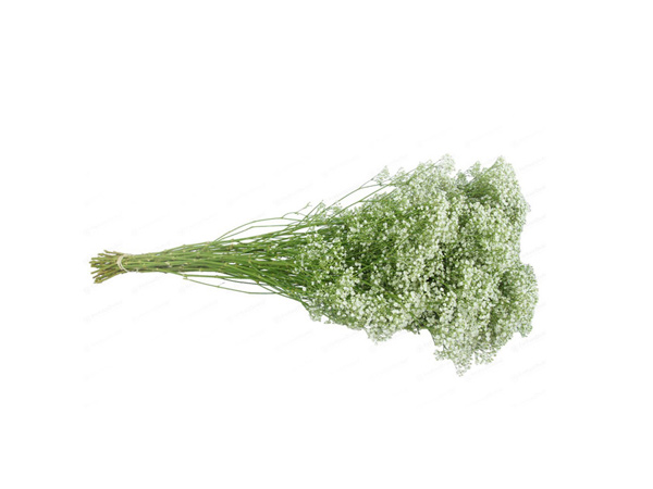 Gypsophila