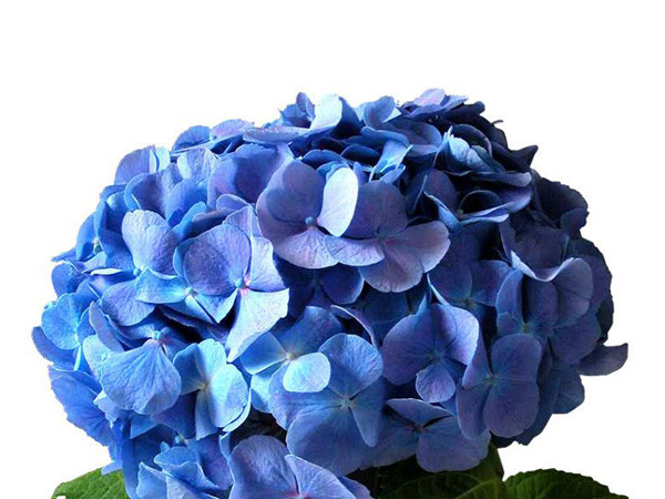 Hydrangea