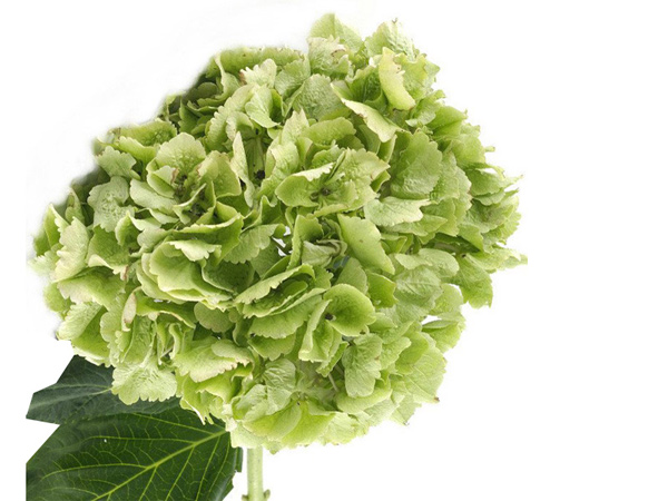Green Hydrangea